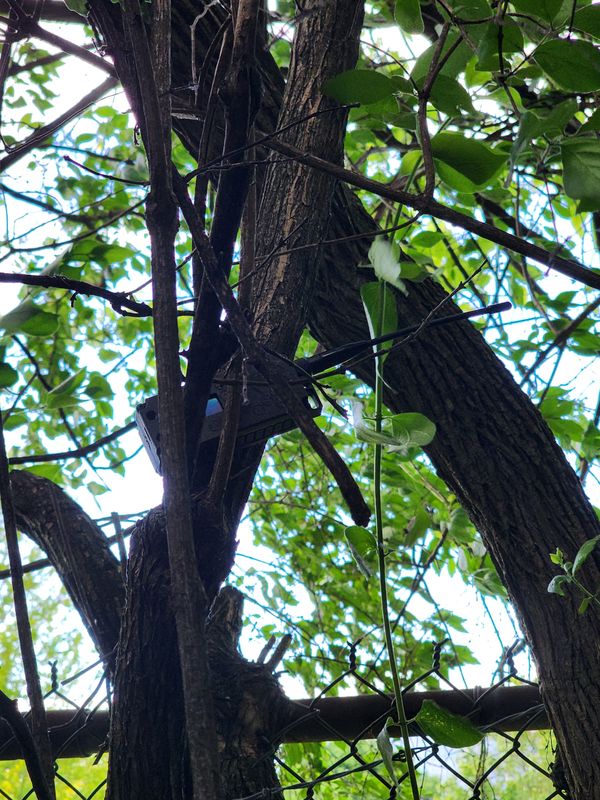 Photo of a Heltek v3 in a camo case wedged in a tree